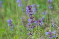 Medicative herb of broad-leaved sage Latin Salvia officinalis grows in a green meadow