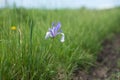 Siberian Iris Latin Iris sibirica grows on the side of a dirt road