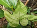 wild plant with uniquely shaped green leaves