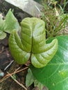 wild plant with uniquely shaped green leaves