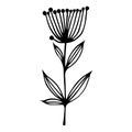 Field plant vector icon. Hand-drawn illustration isolated on white background. Silhouette of a flower with long veined leaves Royalty Free Stock Photo