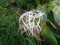 Wild plants with beautiful flowers look pleasing to the eye