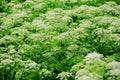 Wild plants, , closeup.