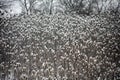 Wild plants covered by fresh snow after winter storm