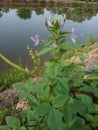 wild plants on the edge of the river with purple flowers Royalty Free Stock Photo