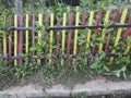 Wild Plants and the fence Royalty Free Stock Photo