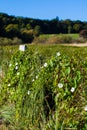 Wild Plants Flowers Growing on Fence Royalty Free Stock Photo