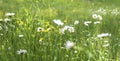 Wild plants and flowers growing in spring meadow, sunny day, selective focus Royalty Free Stock Photo