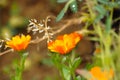 wild plants flowers