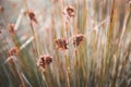 Wild Plants and Flowers on Nature - Scenic View of Conil, Spain Royalty Free Stock Photo