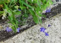 Wild plants and flowers on the roadside and purple flower fallen on the concrete Royalty Free Stock Photo