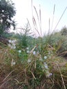 wild plants fluffy dandelions and evening sky