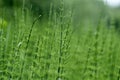 Wild plants - green background of horsetail Royalty Free Stock Photo