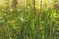 Wild plants - green background of horsetail or Tolkachik Equisetum arvense - Common Horsetail in spring. Green grass - abstract b Royalty Free Stock Photo