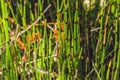 Wild plants - green background of horsetail or Tolkachik Equisetum arvense - Common Horsetail in spring. Green grass - abstract b Royalty Free Stock Photo