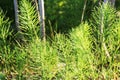 Wild plants - green background of horsetail or Tolkachik or Equisetum arvense . Common Horsetail in spring Royalty Free Stock Photo