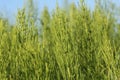 Wild plants - green background of horsetail or Tolkachik or Equisetum arvense . Common Horsetail in spring Royalty Free Stock Photo