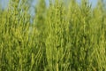 Wild plants - green background of horsetail or Tolkachik or Equisetum arvense . Common Horsetail in spring Royalty Free Stock Photo