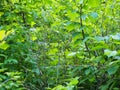 Wild plants greenery on sunny day as a background Royalty Free Stock Photo