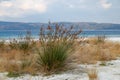 Wild plants growing on the shores of Lake Salda in Turkey, Juncus heldreicus Royalty Free Stock Photo