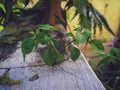 Wild plants growing on the wall fence. Royalty Free Stock Photo