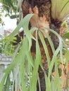 wild plants grown on tree trunks.