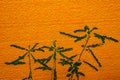 Medicinal plants isolated on orange background Royalty Free Stock Photo