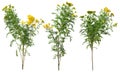 Cut out wild plants. Yellow wildflowers