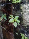 wild plants live in mossy places