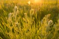 Wild plants at sunset