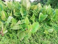 Wild plants surround the taro leaf tree