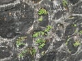 Wild plants that thrive on the sidelines of the sloping stone buildings.