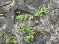 Wild plants that thrive on the sidelines of the sloping stone buildings.