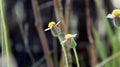 Wild plants, tridax procumbens Royalty Free Stock Photo