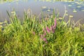 Wild plants on the waterfront Royalty Free Stock Photo