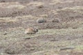 Wild Plateau Pika Ochotona curzoniae in Tibet Royalty Free Stock Photo