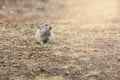 Wild Plateau Pika Ochotona curzoniae in Tibet Royalty Free Stock Photo