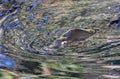 A wild platypus swimming in the Sunshine Coast Hinterland, Queensland, Australia