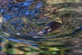 A wild platypus swimming in the Sunshine Coast Hinterland, Queensland, Australia