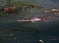 A wild platypus swimming in the Sunshine Coast Hinterland, Queensland, Australia