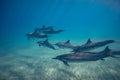 Wild playful dolphins underwater in deep blue ocean Royalty Free Stock Photo