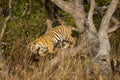 Wild and playful royal bengal tiger jumping from tree at dhikala zone of jim corbett national park or tiger reserve uttarakhand