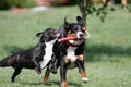 Wild playing dogs Royalty Free Stock Photo