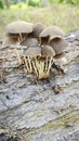 The wild pleated inkcap mushrooms sprouting out from the decaying trunk