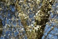 Wild plum in blossom the branches densely covered by small white flowers