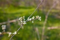 Wild plum or cherry tree blossoming in spring. Brown branches with tender white flowers. Soft focused shot