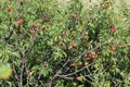 Wild plum thicket