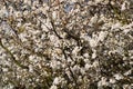 Wild plum tree in bloom full frame Royalty Free Stock Photo