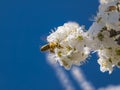 Wild plum tree blossoms in the spring. Magical spring season. Royalty Free Stock Photo