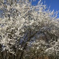 Wild plum tree flowering